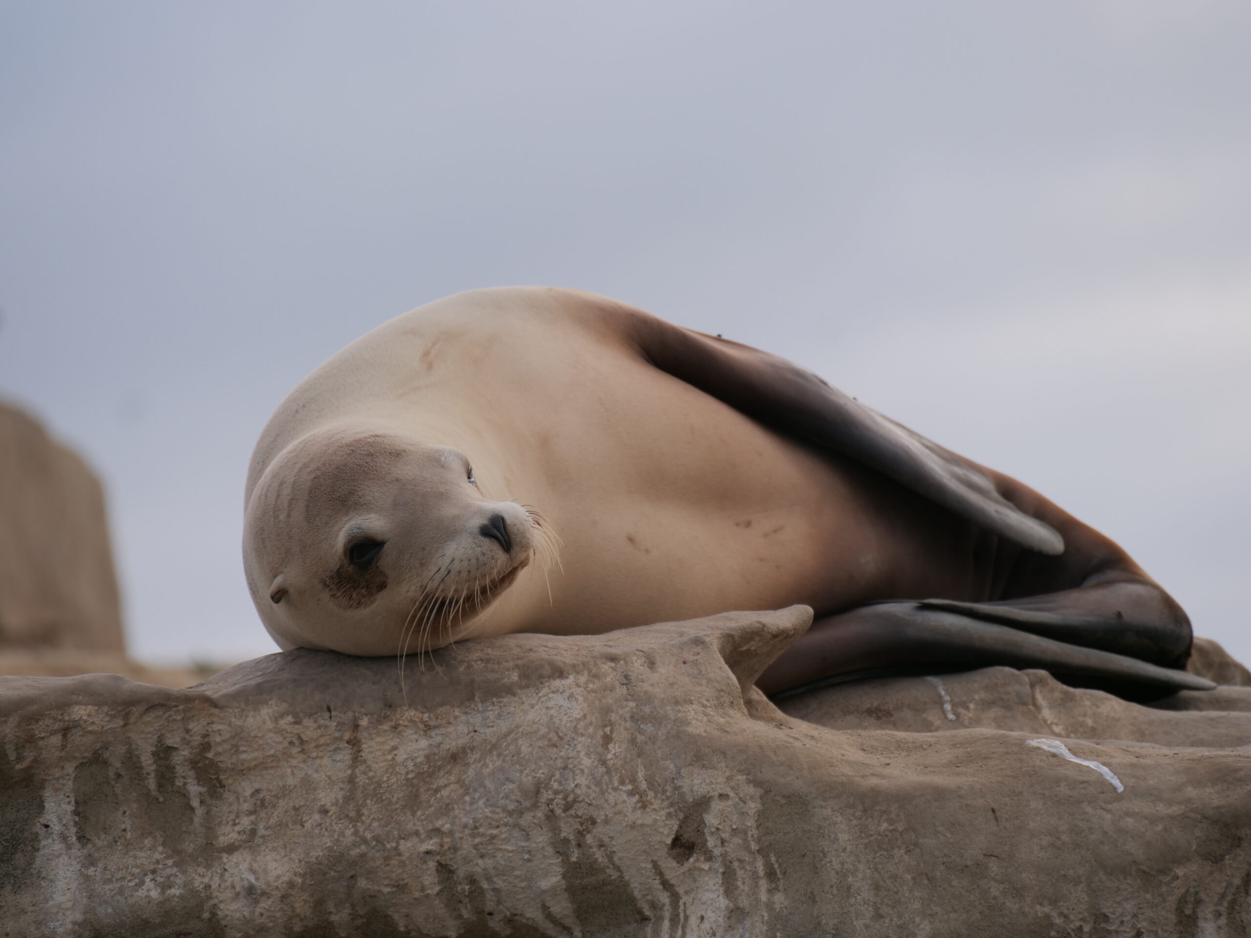 Restful Sea Lion