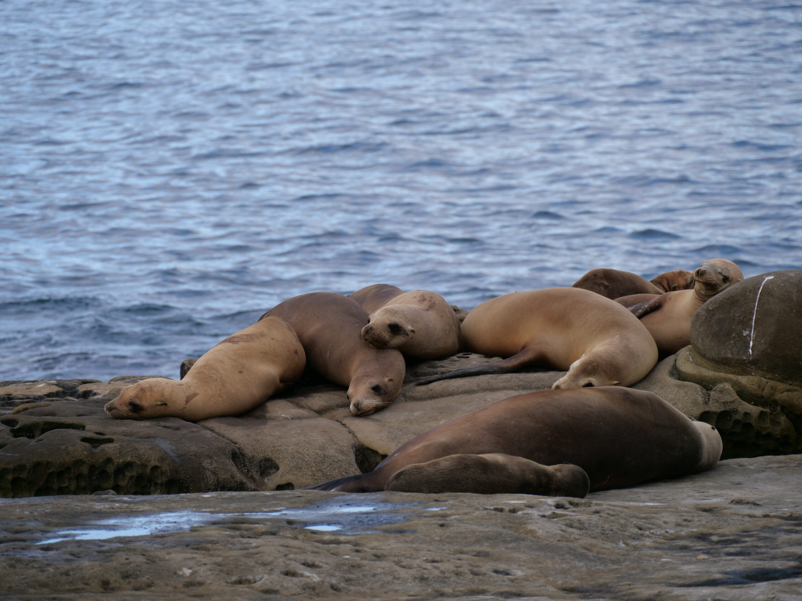 Sea Lions or Seals?