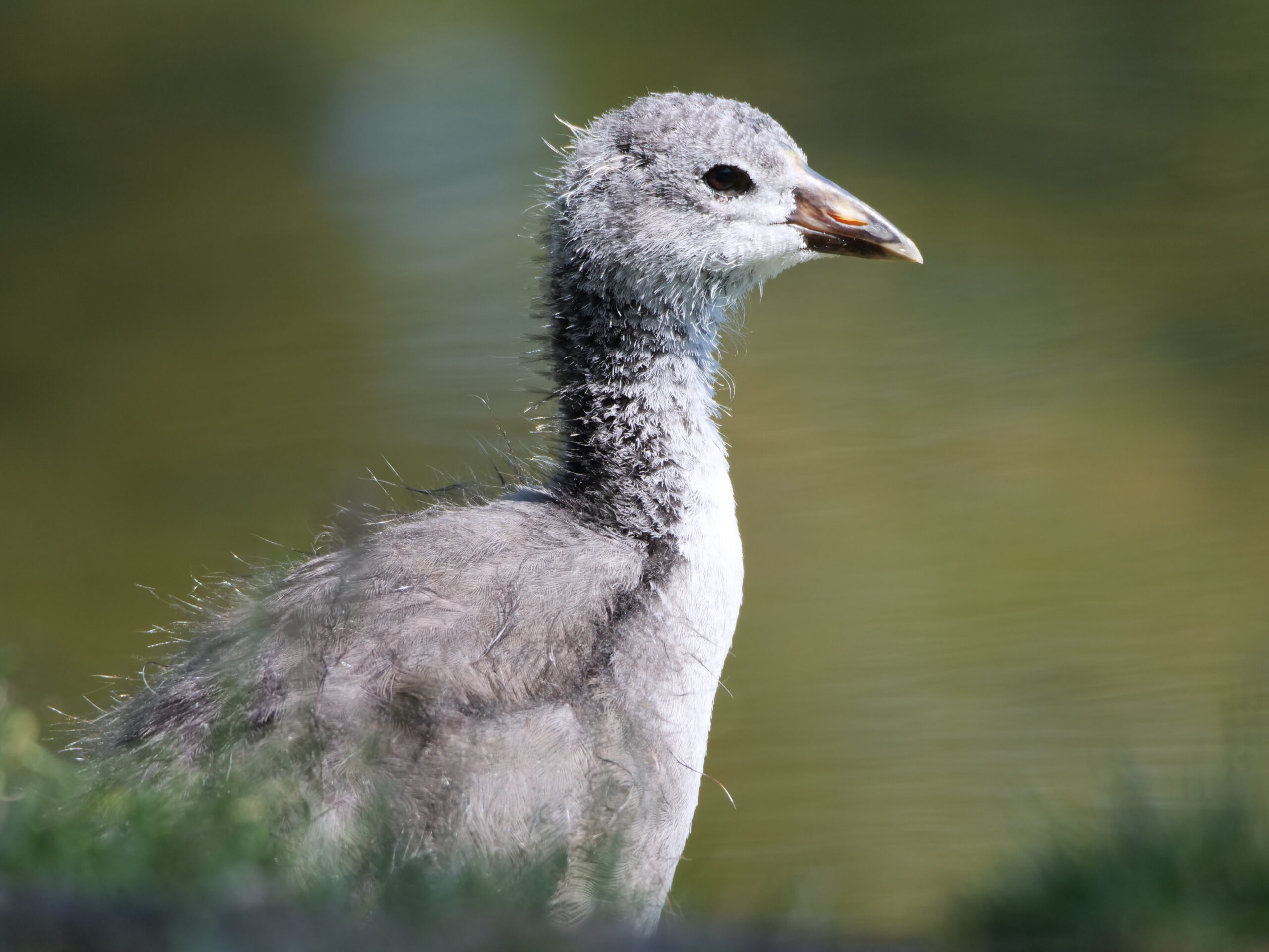 American Coot Chick