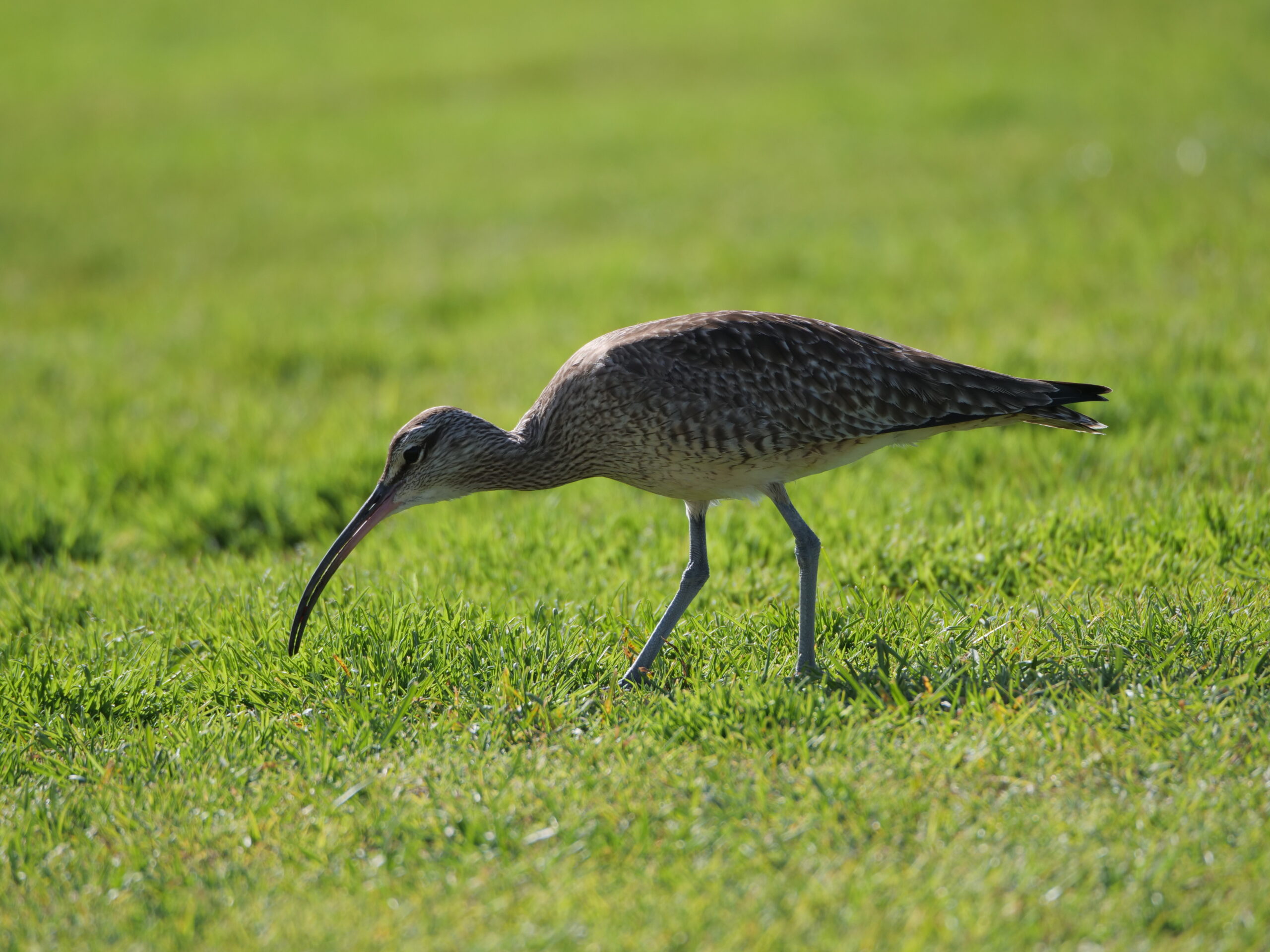 Whimbrel