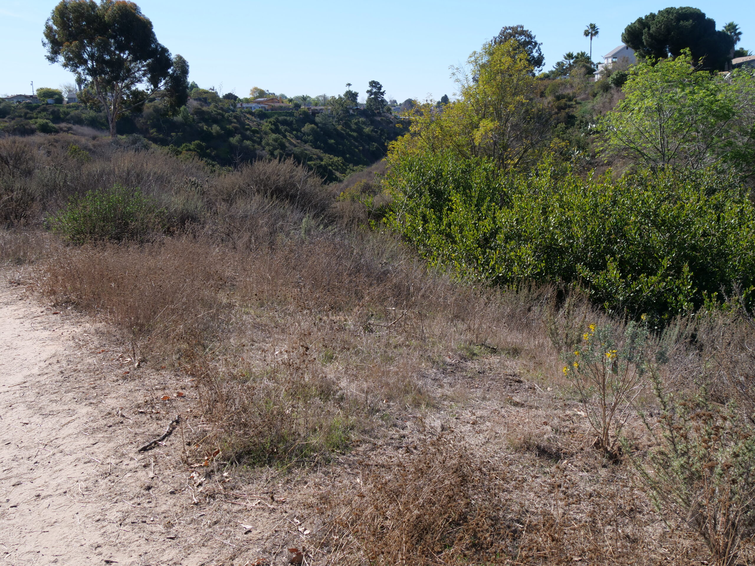 The Tecolote Canyon of January 2021