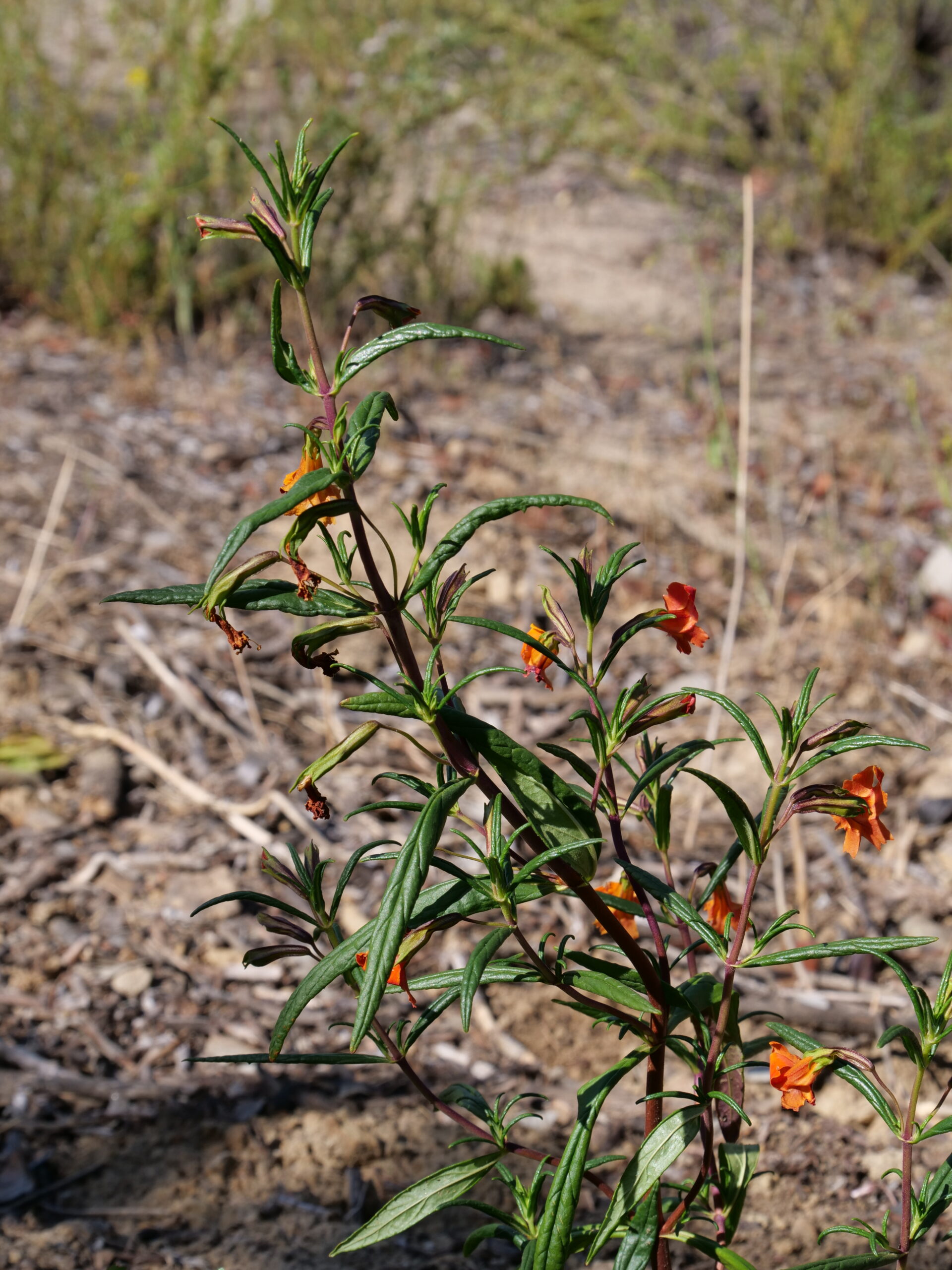 Red Bush Monkeyflower (<em>Mimulus aurantiacus var. puniceus</em>)