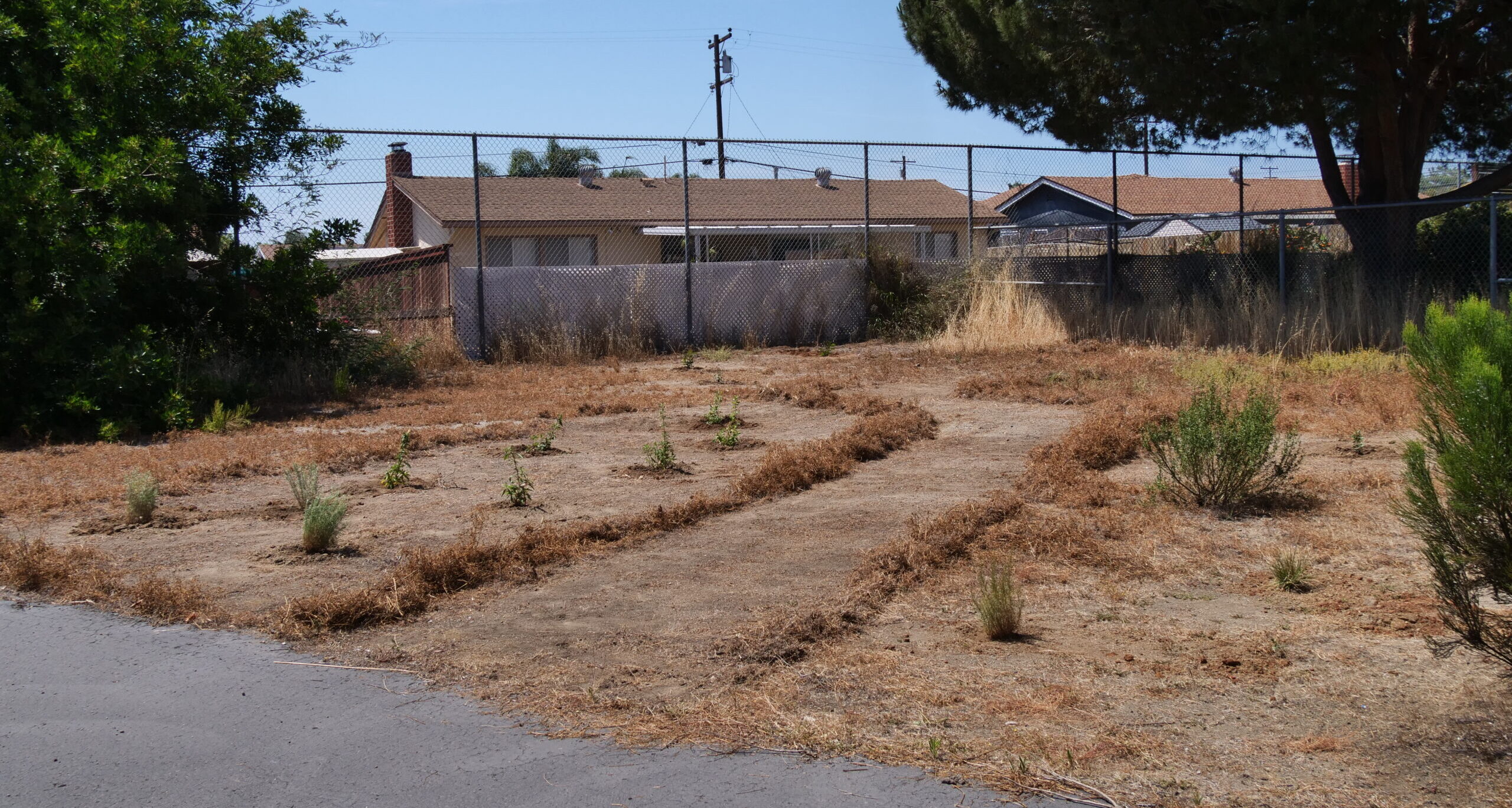 15 Plants Finally in the Ground