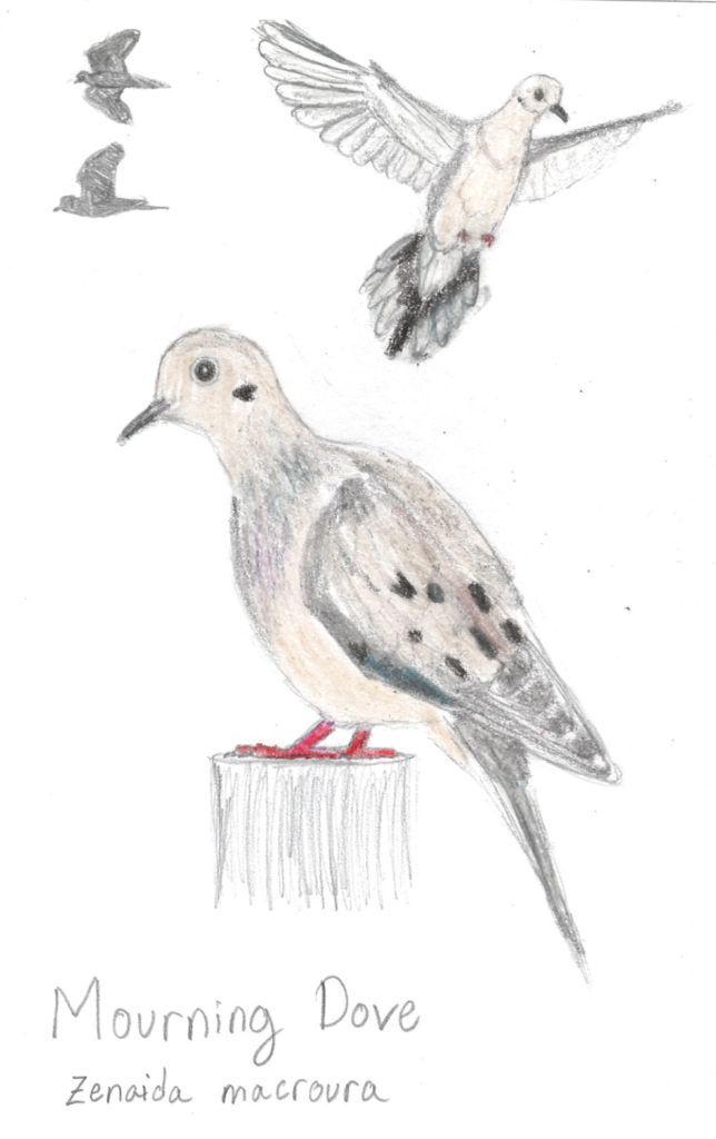Mourning Dove (Zenaida macroura) Mourning Dove (Zenaida macroura)