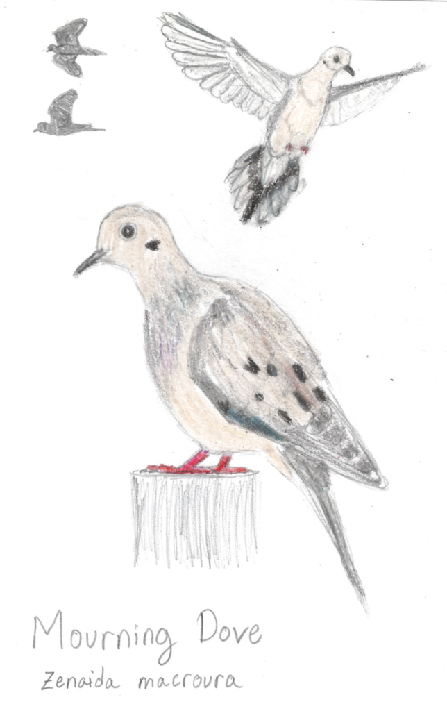 Mourning Dove (Zenaida macroura)