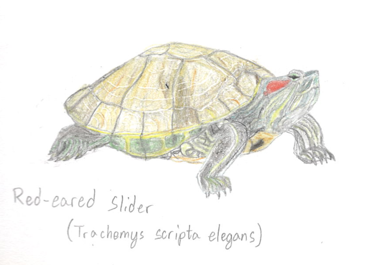 Teenage Mutant Ninja Turtles Introduces Invasive Pond Sliders