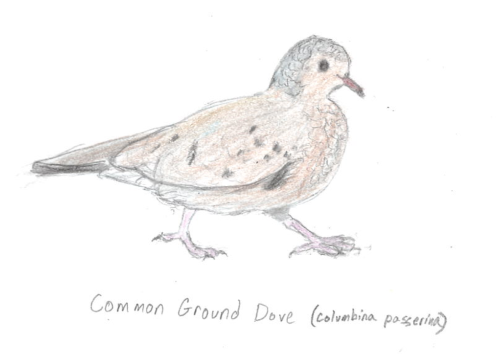 Common Ground Dove (Columbina passerina)