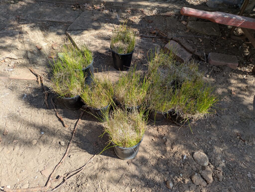 1 gal Eleocharis montevidensis