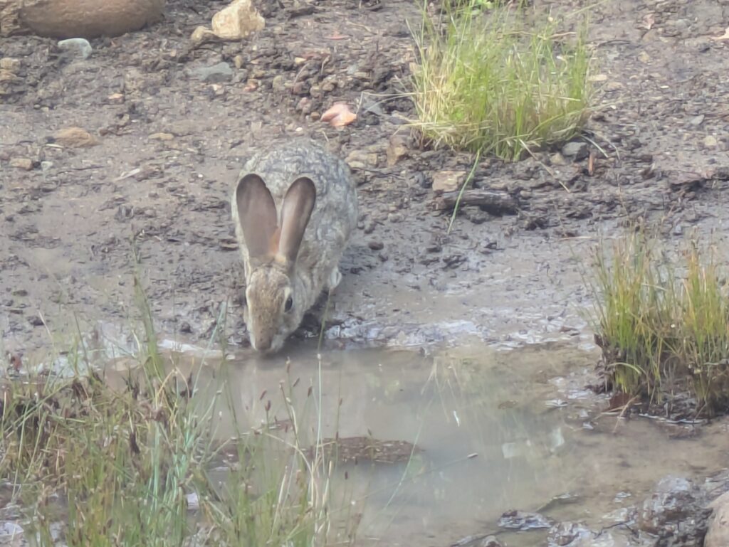 First Visitor (Desert Cottontail)