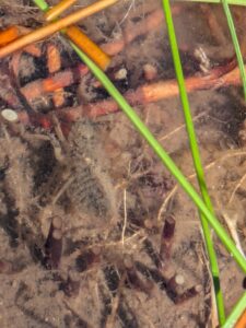 Flame skimmer (Libellula saturata) Dragonfly